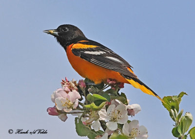 20120517-2 1155 SERIES Baltimore Oriole.jpg