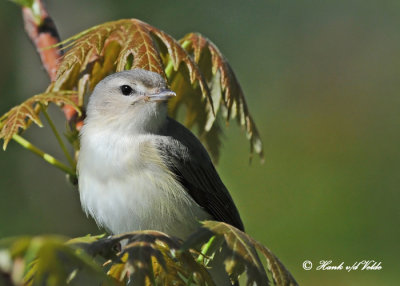 20120511-1 723 Warbling Vireo.jpg