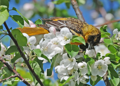 20120511-1 969 Baltimore Oriole.jpg