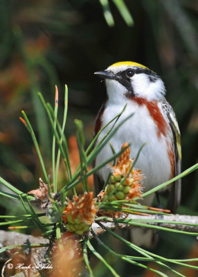 20120517 1029 SERIES Chestnut-sided Warbler.jpg