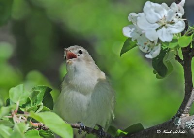 20120511-1 786 Warbling Vireo.jpg