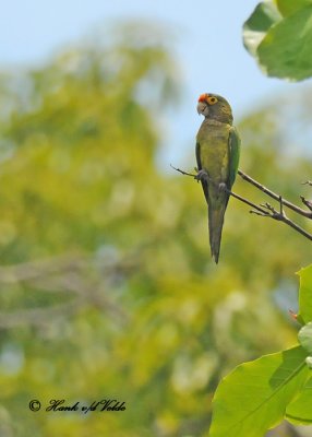 20120322 Mexico 841 Orange-fronted Parakeet - Huatulco, Mex.jpg