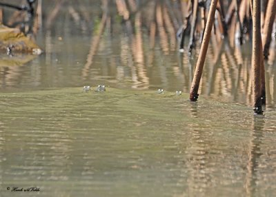 20120324 049 Four-eyed Fish, Puerto Chiapas, Mex.jpg