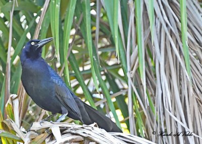 20120324 152 Great-tailed Gracle HP, Puerto Chiapas, Mex.jpg