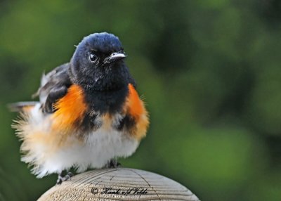 20110519 434 American Redstart.jpg