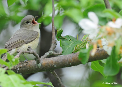 20120516 144 Warbling Vireo.jpg