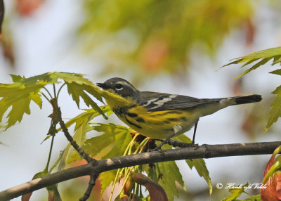 20120509 050 SERIES - Magnolia Warbler.jpg