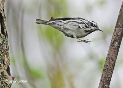 20120509 105 SERIES - Black and white Warbler.jpg