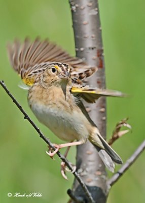 20120517 855 Grashopper Sparrow.jpg