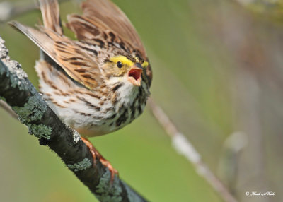 20120517 436 Savannah Sparrow.jpg