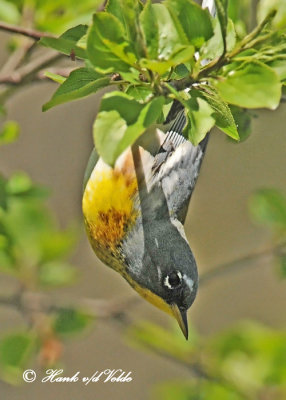 20120511-2 034 Northern Parula.jpg