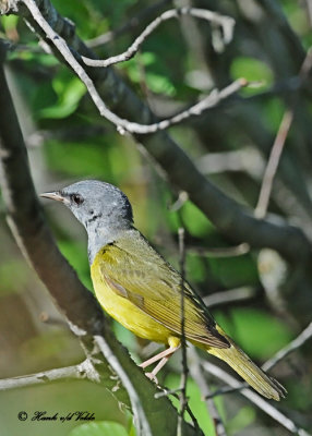 20120530 003 Mourning Warbler.jpg