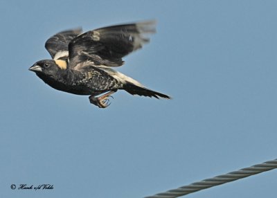 20120525 280 Bobolink.jpg