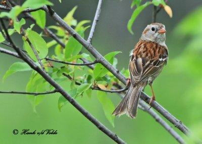20120525 649 SERIES - Field Sparrow.jpg
