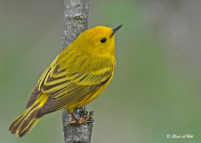 20120509 012 SERIES - Yellow Warbler.jpg