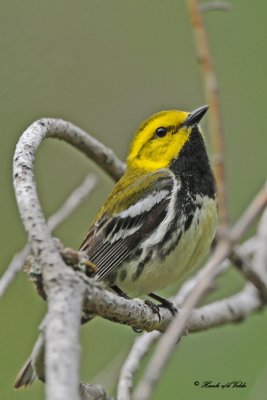 20100609 279 Black-throater Green Warbler.jpg