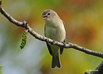 20120516 006 Warbling Vireo.jpg