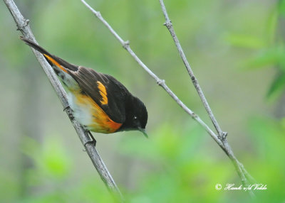 20120509 146 SERIES - American Redstart.jpg