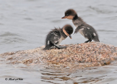 20120601 002 SERIES - Hooded Mergansers.jpg