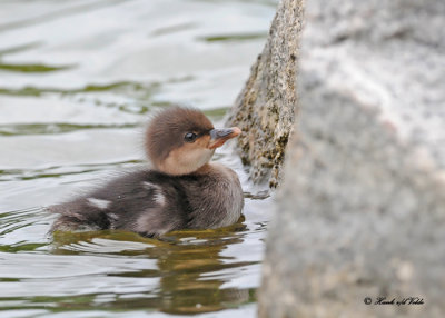 20120601 252 SERIES - Hooded Merganser.jpg