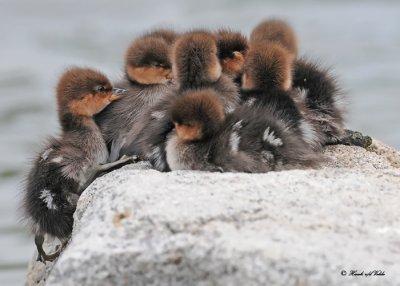 20120601 202 SERIES - Hooded Mergansers.jpg