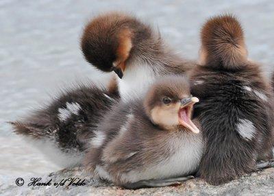 20120604 477 SERIES - Hooded Merganser2.jpg