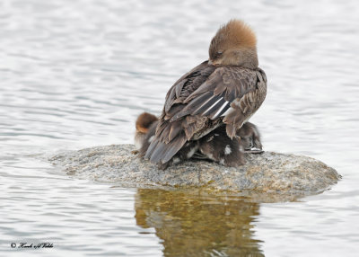 20120604 363 Hooded Mergansers.jpg