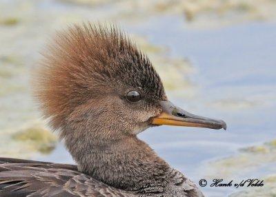 20120531 892  c1 Hooded Merganser.jpg