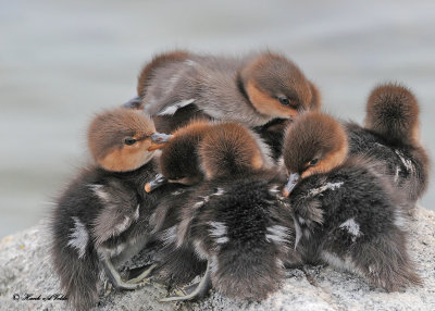 20120601 456 Hooded mergansers.jpg