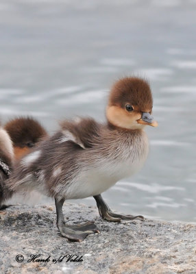 20120604 469 Hooded Merganser.jpg