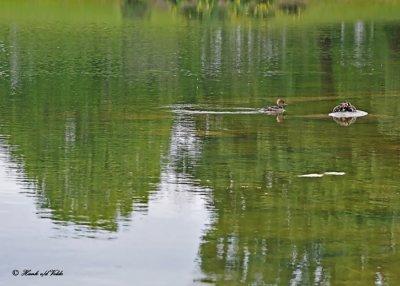 20120602 122 SERIES -  Hooded Merganser.jpg