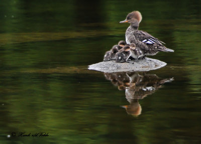 20120602 129  Hooded Mergansers.jpg