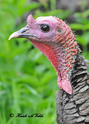 20120604 374 Wild Turkey2.jpg