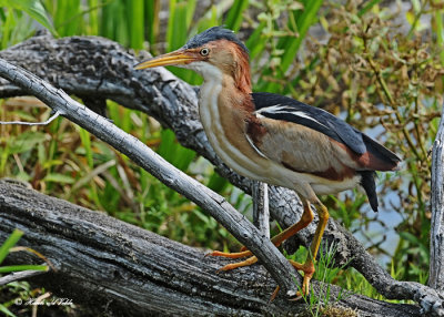 20120620 403 1c1 Least Bittern.jpg