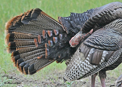 20120619 164 Wild Turkey.jpg