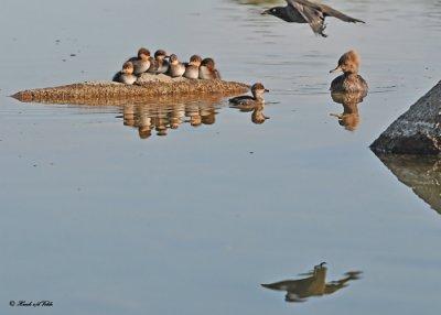 20120607 481 Hooded Mergansers.jpg