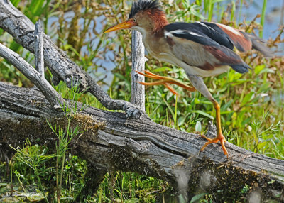 20120620 384 SERIES - Least Bittern.jpg