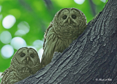 20120620 610 1r2 Barred Owls.jpg