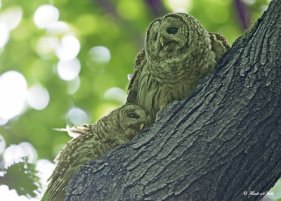 20120620 601 1r1 Barred Owls.jpg