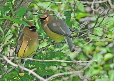 20120613 169 SERIES - Cedar Waxwings.jpg