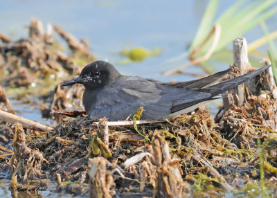 20120620 251 Black Tern.jpg