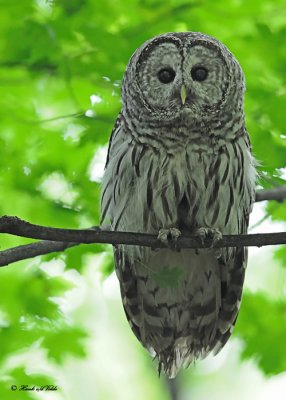 20120620 546 Barred Owl.jpg