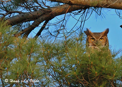 20050322 DSC_0021 Great Horned Owl.jpg