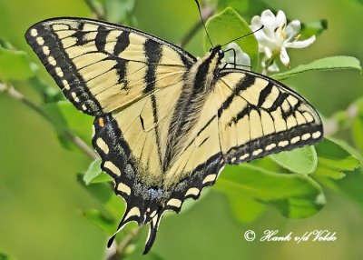 20120607 580 1c1 Tiger Swallowtail.jpg