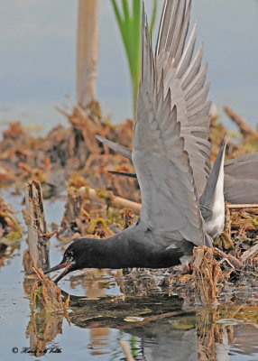 20120620 344 SERIES - Black Terns.jpg