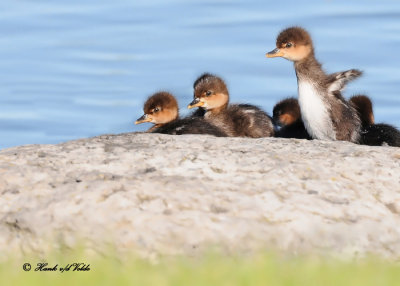 20120605 025 028 Hooded Mergansers.jpg