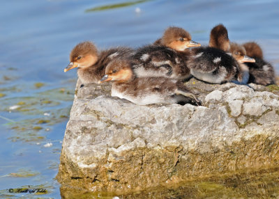 20120605 127 Hooded Mergansers.jpg