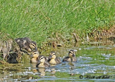 20120605 182 1c1 SERIES - Mallards.jpg