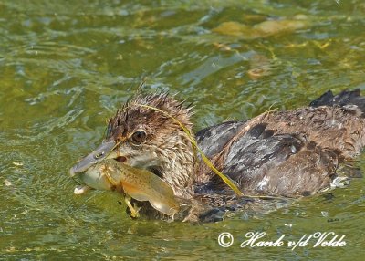 20120629 - 2 197 SERIES -  Hooded Merganser.jpg