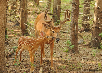 20120712 - 1 144 SERIES - White-tailed Deer.jpg